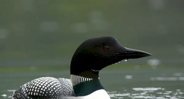Символіка гагар, сни та повідомлення