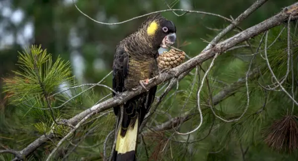 Символіка какаду, сни та повідомлення