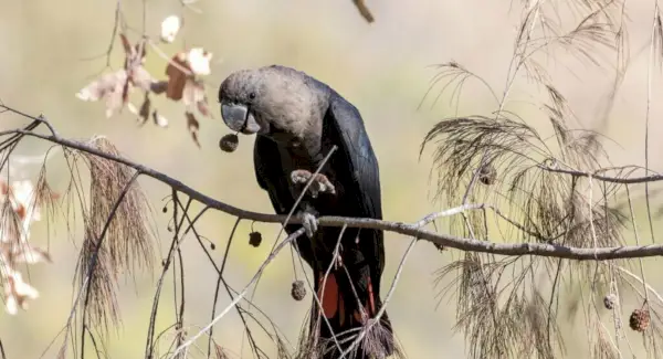 Тотем какаду, сни та повідомлення
