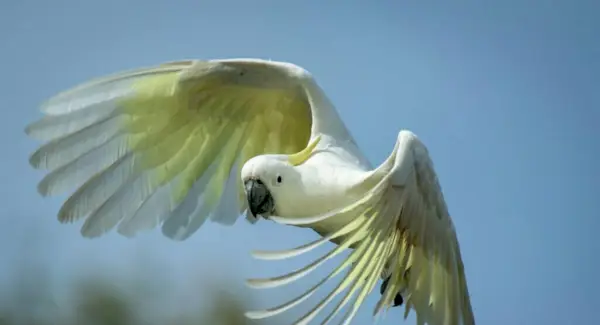 Символіка какаду