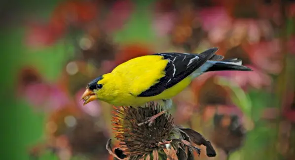 Pintassilgo, Mensagens de Animais, Totens, Simbolismo do Pintassilgo, Significado do Pintassilgo, Totem do Pintassilgo, Sonho do Pintassilgo, Mensagens