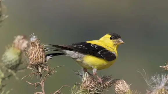 Pintassilgo, Mensagens de Animais, Totens, Simbolismo do Pintassilgo, Significado do Pintassilgo, Totem do Pintassilgo, Sonho do Pintassilgo, Mensagens