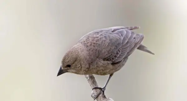 Тотем коров'ячого птаха, сни та повідомлення