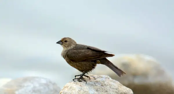 Символіка коров'ячого птаха