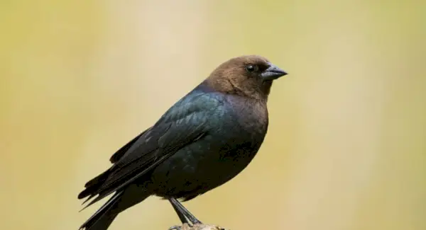 Символіка коров'ячого птаха, сни та повідомлення