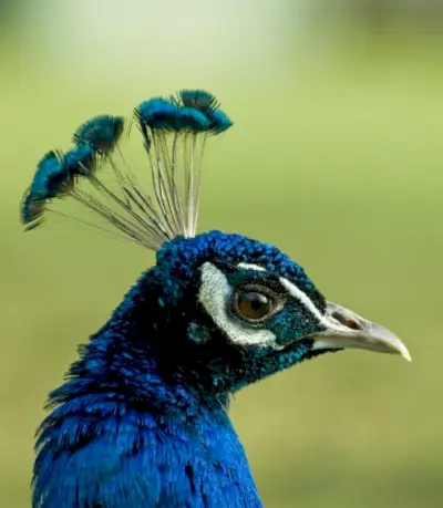 Povo simbolika, povo reikšmė, povo totemas, povo sapnas ir pranešimai