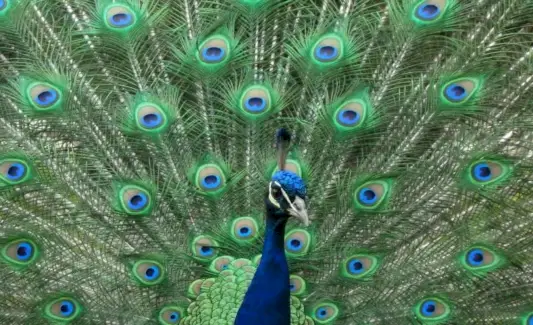 Povo totemas, Povo svajonė ir pranešimai