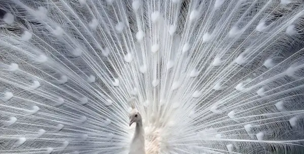 Baltojo povo reikšmė