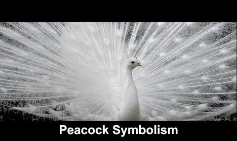 „YouTube“ grotuvas