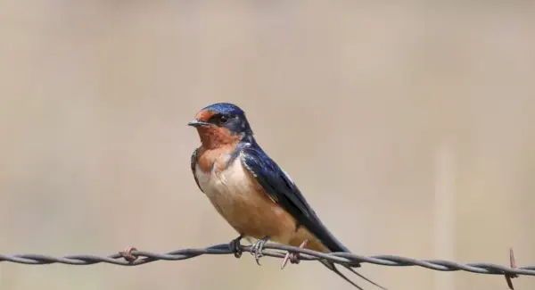 Тотем сільської ластівки, сни та повідомлення