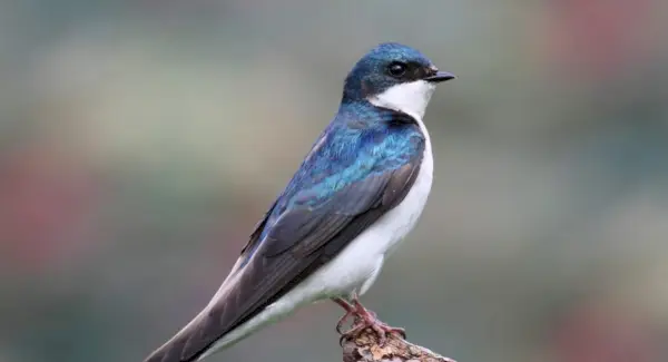 Символіка деревної ластівки, сни та повідомлення