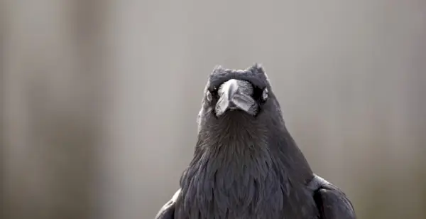 Raven, Raven Significado, Raven Totem, Raven Dream, Raven Simbolismo, Pássaros, Spirit-Animals.com