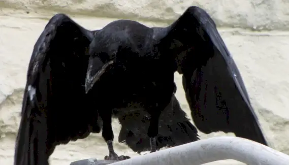 Raven, Raven Significado, Raven Totem, Raven Dream, Raven Simbolismo, Pássaros, Spirit-Animals.com