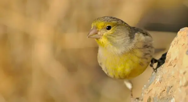 Канарська символіка, сни та повідомлення