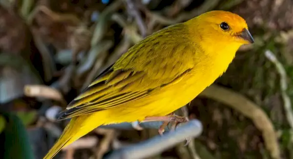 Канарський тотем, сни та повідомлення