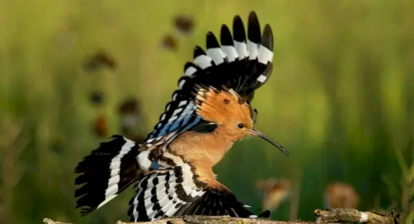 Simbolisme, somnis i missatges de la pubilla