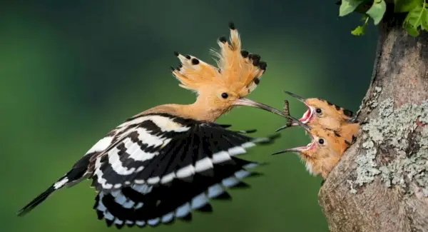 Tòtem pubilla, somnis i missatges