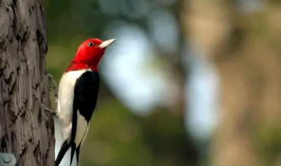 Simbolismo do pica-pau ruivo, significado do pica-pau, totem do pica-pau, sonho do pica-pau e mensagens
