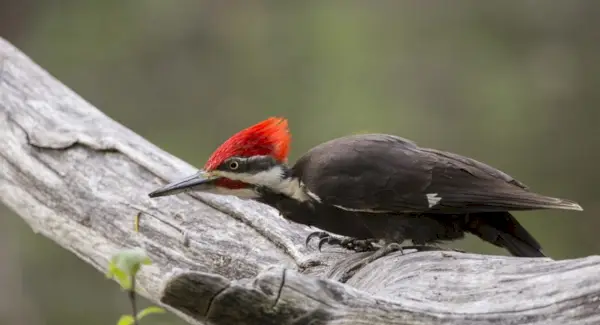 Simbolismo do pica-pau, significado do pica-pau, totem do pica-pau, sonho do pica-pau e mensagens