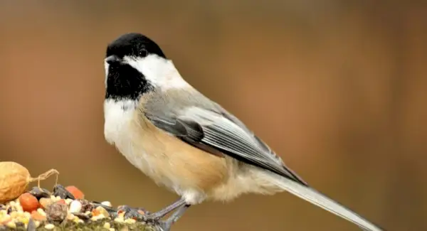 Тотем синиці