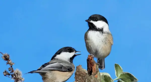 Символіка синиці, сни та повідомлення