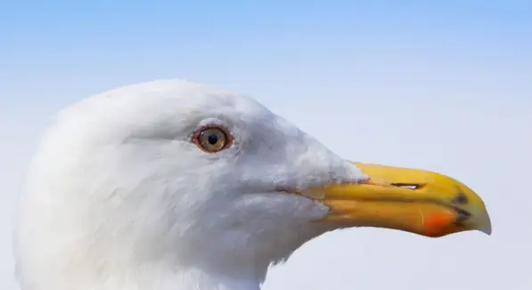 Чайка, Птахи, Повідомлення та тотеми тварин, Spirit-Animals.com, Тотем Чайки, Значення Чайки, Сон Чайки, Дух Чайки Тотем Тварини