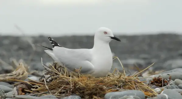 Чайка, Птахи, Повідомлення та тотеми тварин, Spirit-Animals.com, Тотем Чайки, Значення Чайки, Сон Чайки, Дух Чайки Тотем Тварини