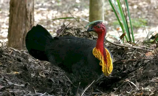 Simbolismo de peru com escova australiana
