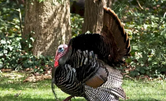 Totem de Peru, Sonho de Peru e Mensagens