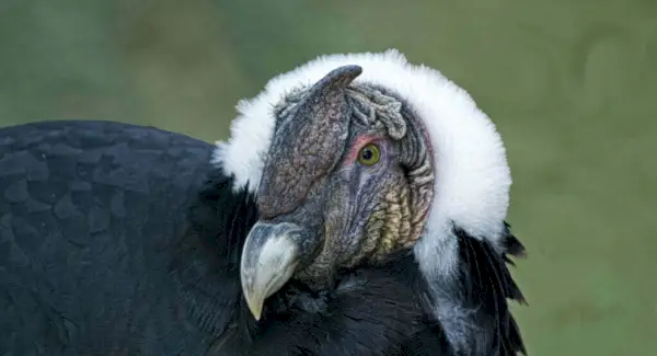 Мрії Андського кондора