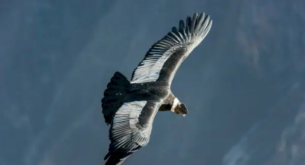 Тотем Андського кондора, сни та повідомлення