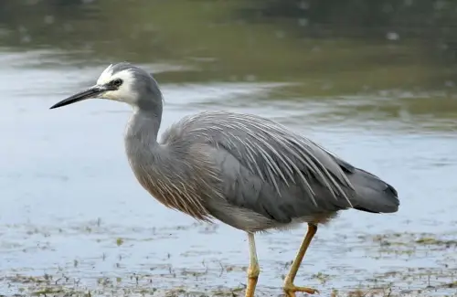 Simbolismo da Garça, Significado da Garça, Totem da Garça, Sonho da Garça e Mensagens