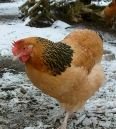 Курка Бафф Сассекс Значення та повідомлення