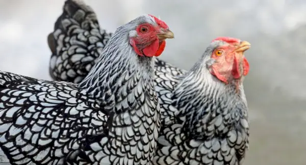 Срібний тотем курки Wyandotte, Dreams