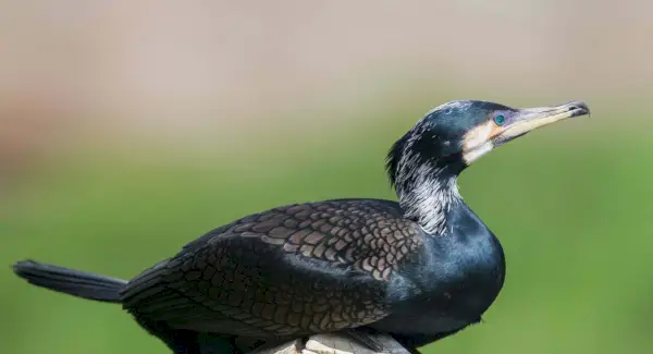 Тотем баклана, сни та повідомлення