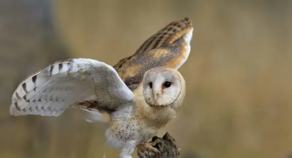 Simbolismo da coruja de celeiro