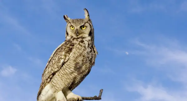 Significado de Coruja Grande