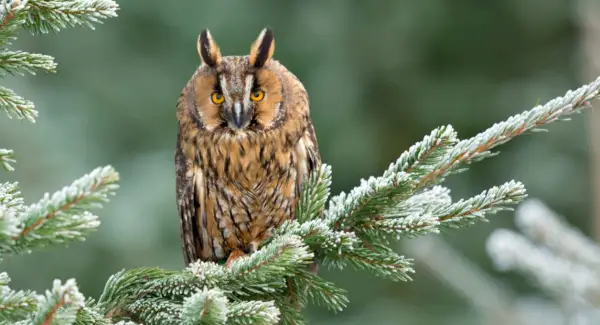 Totem de coruja orelhuda, sonhos e mensagens de coruja