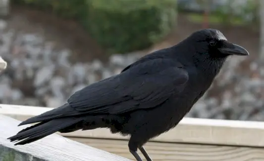 Significado do Corvo