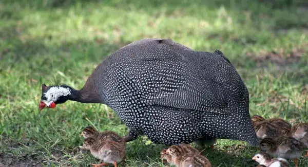 Символіка цесарок, сни та повідомлення