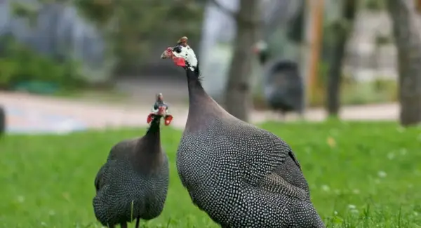 Символіка цесарок