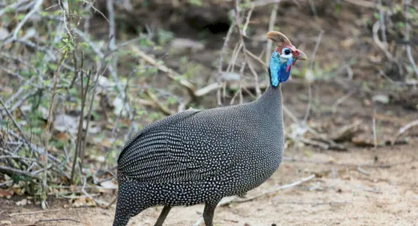 Тотем цесарки, сни та повідомлення
