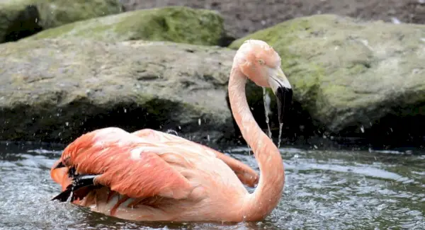 Sonho flamingo