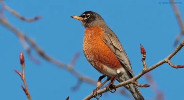 Significado de Robin