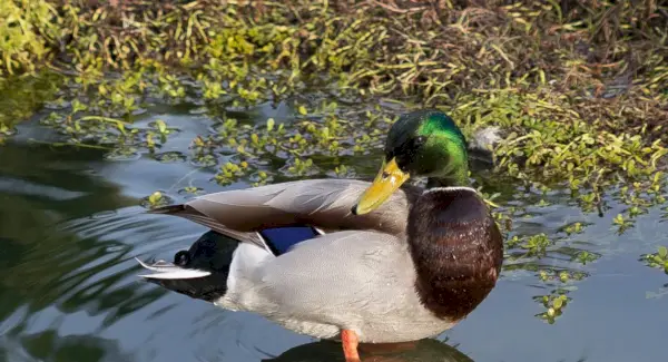 Totem de Pato, Sonho de Pato e Mensagens
