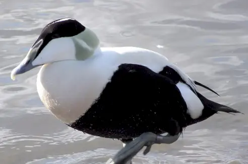 Significado do Pato Eider