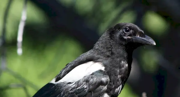 Totem da pega, sonho da pega e mensagens