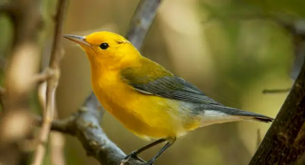 Tòtem Warbler, Somnis i Missatges