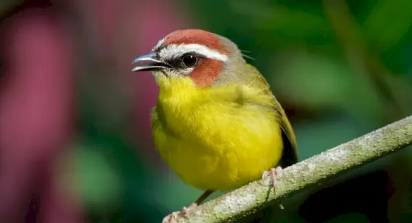 Simbolisme de la curruca