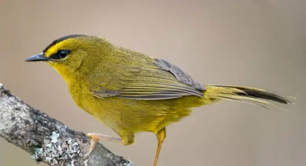 Simbolisme, tòtem i missatges de la curruca